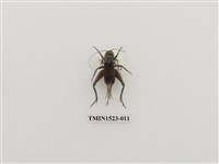 藏品(直翅目)的圖片